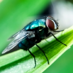 gov-abbott-issues-disaster-declaration-to-prevent-screwworm-fly-infestation-from-spreading-into-texas