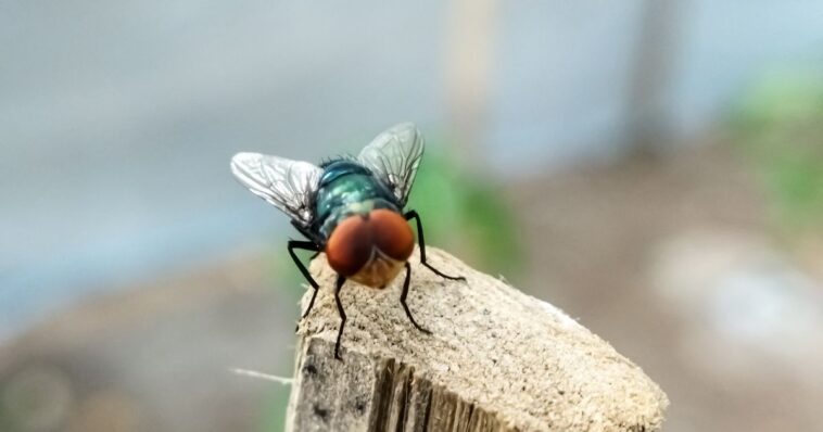 texas-issues-disaster-declaration-as-flesh-eating-parasite-spreads-north-from-mexico