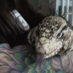 rescuers-race-to-save-exotic-lizard-found-buried-alive-under-nearly-2-feet-of-snow-after-massive-storm