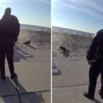 rockaway-raccoon-shot-and-killed-by-nyc-cop-was-rabies-free,-doh-confirms