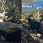 heartbreak-as-famous-bald-eagle-couple’s-nest-attacked-after-lovebirds-laid-first-egg-of-the-year