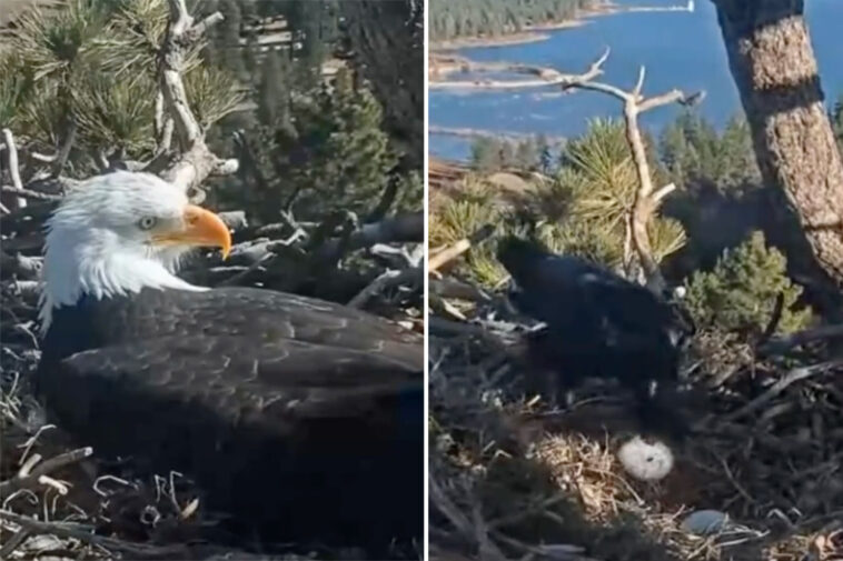heartbreak-as-famous-bald-eagle-couple’s-nest-attacked-after-lovebirds-laid-first-egg-of-the-year