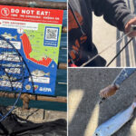 tourists-splash-in-the-poop-filled-waters-of-santa-monica-pier,-despite-germs-and-chemicals-at-one-of-cali’s-grossest-beaches