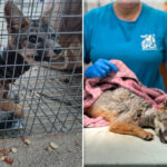 californians-band-together-to-save-wild-fox-with-pipe-stuck-on-its-neck