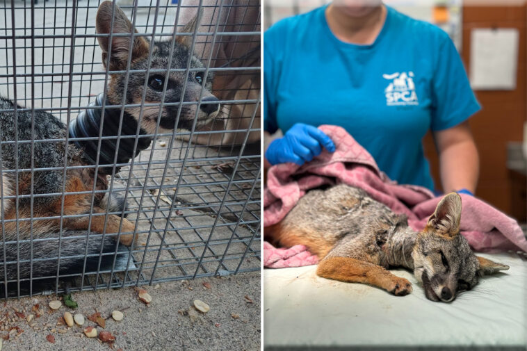 californians-band-together-to-save-wild-fox-with-pipe-stuck-on-its-neck