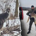 escaped-kangaroo-blocks-virginia-highway-after-being-chased-by-hunting-dogs,-officials-say