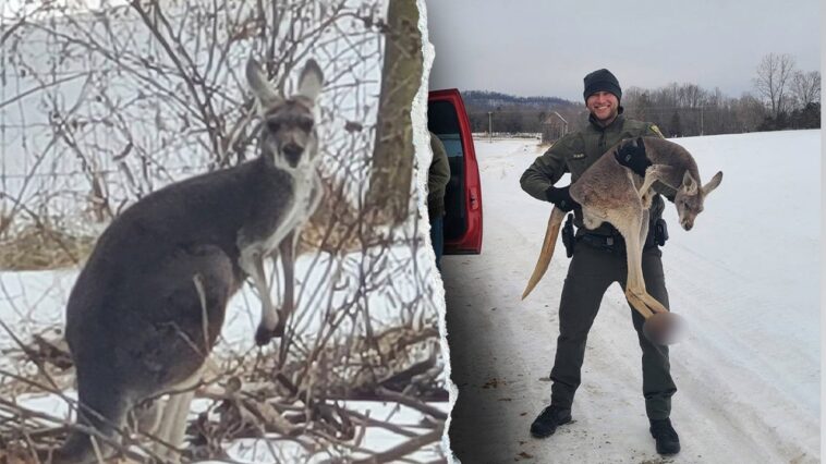 escaped-kangaroo-blocks-virginia-highway-after-being-chased-by-hunting-dogs,-officials-say