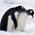 florida-school-board-votes-to-keep-‘graphic’-animal-sex-book-on-library-shelves-after-backlash