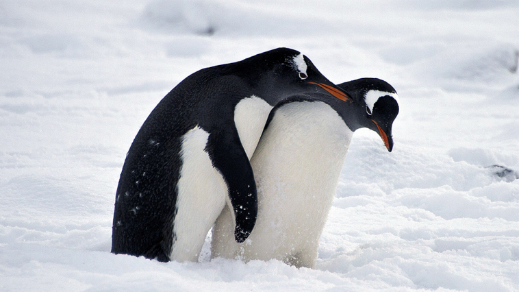 florida-school-board-votes-to-keep-‘graphic’-animal-sex-book-on-library-shelves-after-backlash