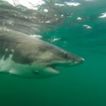 massive-great-white-shark-detected-by-researchers-off-mississippi-coast-in-rare-gulf-migration