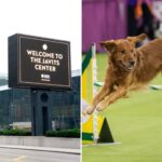 dope,-60,-wanted-for-javits-center-heists-nabbed-sneaking-back-in-for-westminster-dog-show