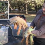 floridians-gather-frozen-iguanas-by-armload-as-frigid-temps-leave-them-paralyzed,-dropping-from-trees