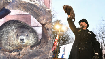 groundhog-day-2026:-here’s-when-and-where-punxsutawney-phil-and-staten-island-chuck-will-make-their-predictions