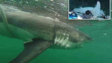 massive-great-white-shark-detected-by-researchers-off-mississippi-coast-in-rare-gulf-migration