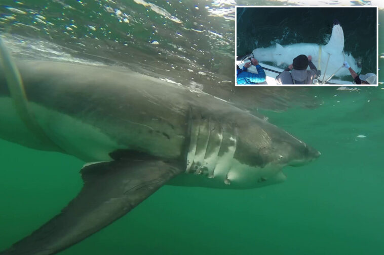 massive-great-white-shark-detected-by-researchers-off-mississippi-coast-in-rare-gulf-migration