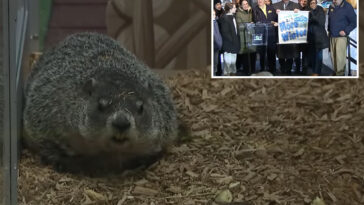 staten-island-chuck’s-groundhog-day-2026-prediction