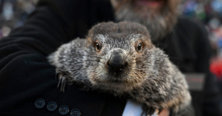punxsutawney-phil-emerges-to-deliver-his-winter-forecast