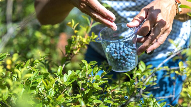 ancient-berry-may-improve-blood-vessel-function-—-most-people-overlook-it-in-the-freezer-aisle