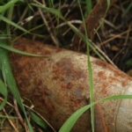 french-hospital-evacuated-after-doctors-find-live-wwi-artillery-shell-in-patient’s-rectum