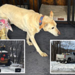 elderly-dog-miraculously-survives-after-slipping-off-icy-cliff-in-virginia