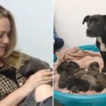 alicia-silverstone-rescues-orphaned-dog-and-her-12-puppies-just-before-shelter-planned-to-put-pooch-down