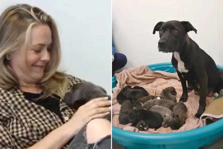 alicia-silverstone-rescues-orphaned-dog-and-her-12-puppies-just-before-shelter-planned-to-put-pooch-down