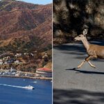 california-approves-controversial-sharpshooter-plan-to-eradicate-invasive-deer-on-catalina-island