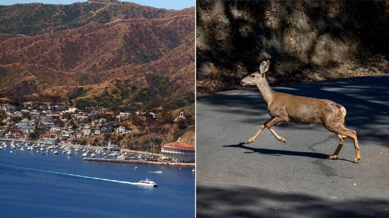 california-approves-controversial-sharpshooter-plan-to-eradicate-invasive-deer-on-catalina-island