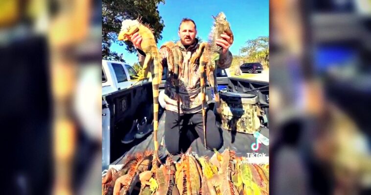 falling-frozen-iguanas:-cold-snap-in-florida-has-lizards-getting-into-a-coma-like-state-and-dropping-from-trees-(videos)
