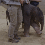 baby-elephant-makes-historic-arrival-at-smithsonian’s-national-zoo-as-first-birth-in-nearly-25-years