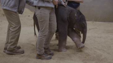 baby-elephant-makes-historic-arrival-at-smithsonian’s-national-zoo-as-first-birth-in-nearly-25-years