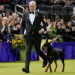 doberman-pinscher-named-penny-wins-best-in-show-at-150th-annual-westminster-kennel-club-dog-show