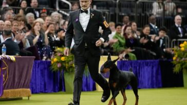 doberman-pinscher-named-penny-wins-best-in-show-at-150th-annual-westminster-kennel-club-dog-show