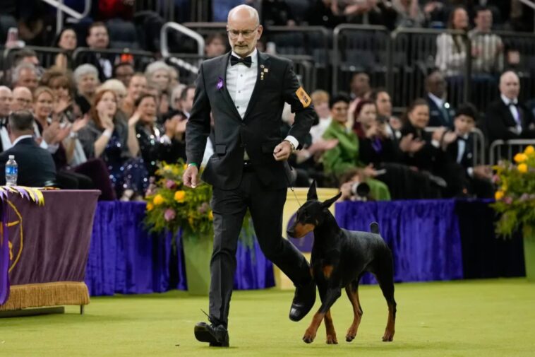 doberman-pinscher-named-penny-wins-best-in-show-at-150th-annual-westminster-kennel-club-dog-show