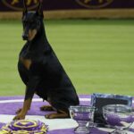 penny-pinscher:-doberman-tops-westminster-field