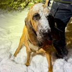 heroic-north-carolina-police-k-9-named-bo-tracks-rescues-teen,-13,-with-special-needs-during-bomb-cyclone