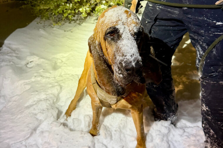 heroic-north-carolina-police-k-9-named-bo-tracks-rescues-teen,-13,-with-special-needs-during-bomb-cyclone