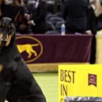 doberman-pinscher-runs-away-with-150th-westminster-dog-show-accolade