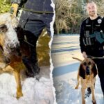 k-9-hailed-a-hero-for-tracking-missing-boy-during-snowstorm-in-north-carolina