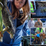 frozen-iguanas-rain-down-in-florida-cold-spell-—-as-wildlife-officials-encourage-killing-invasive-critters