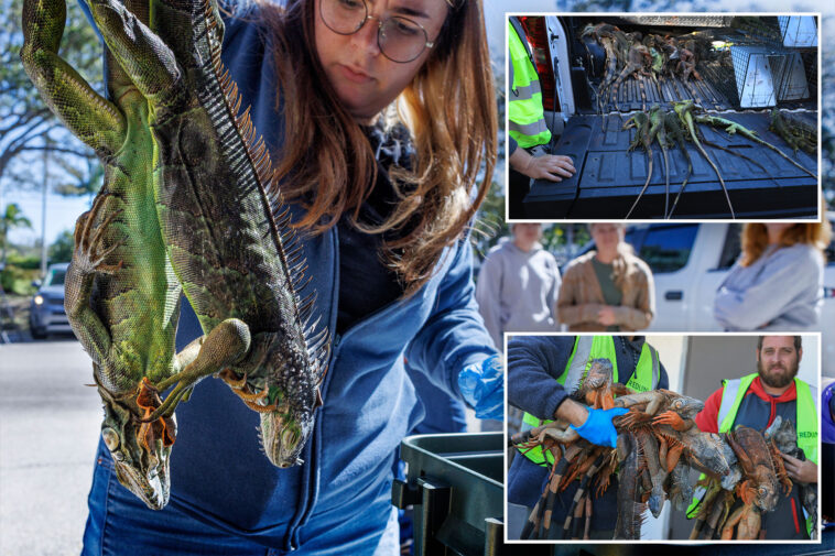 frozen-iguanas-rain-down-in-florida-cold-spell-—-as-wildlife-officials-encourage-killing-invasive-critters