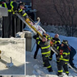 firefighters-save-swan-trapped-in-frozen-connecticut-lake-in-dramatic-rescue