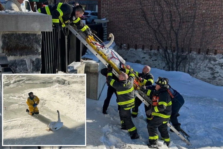 firefighters-save-swan-trapped-in-frozen-connecticut-lake-in-dramatic-rescue