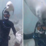 socal-diver-forges-unique-underwater-bond-with-affectionate-white-seal-named-‘waffles’