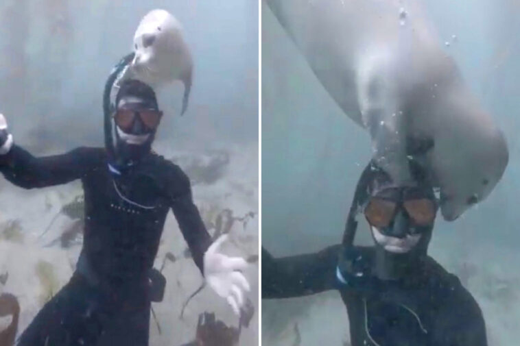 socal-diver-forges-unique-underwater-bond-with-affectionate-white-seal-named-‘waffles’