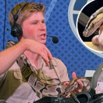 robert-irwin-strolls-around-super-bowl-radio-row-with-massive-snake