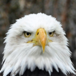 ‘green-energy’-wind-turbine-kills-bald-eagle-in-minnesota
