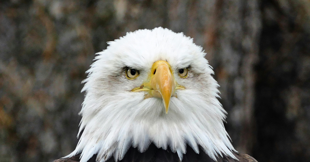 ‘green-energy’-wind-turbine-kills-bald-eagle-in-minnesota