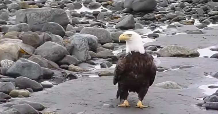 outrage:-american-bald-eagle-killed-in-minnesota-by-‘clean-energy’-wind-turbine-–-the-details-are-horrific