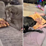 dying-dog’s-final-meals-paid-for-by-good-samaritan-at-outback-steakhouse